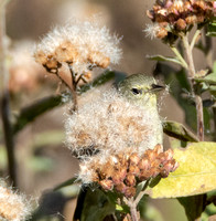 Orange-crowned Warbler - Leiothlypis celata