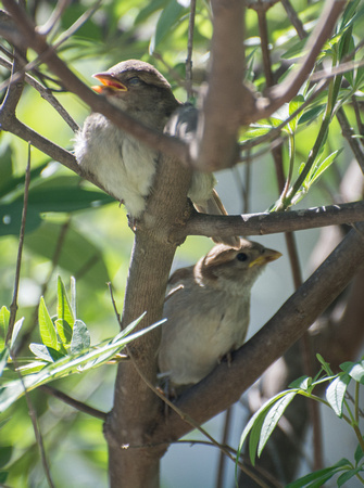 House Sparrow - Passer domesticus