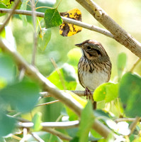 Lincoln's Sparrow - Melospiza lincolnii