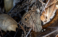 Great Basin Wood Nymph - Cercyonis sthenele