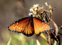 Queen - Danaus gilippus