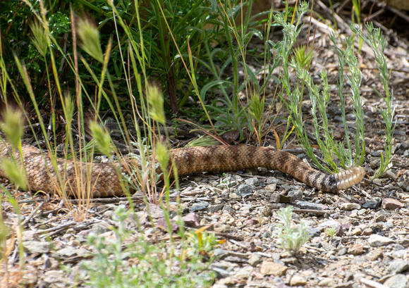 Southwestern Speckled Rattlesnake - Crotalus pyrrhus