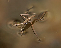 Water strider  - Aquarius remigis