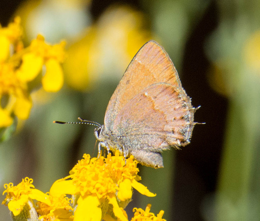 Nelson's Cedar Hairstreak - Callophrys gryneus nelsoni