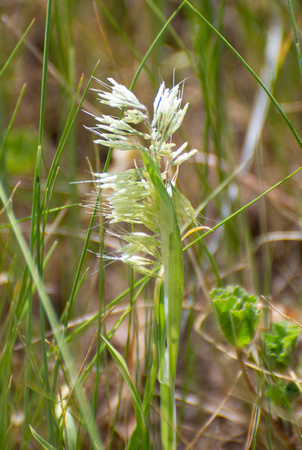 Goldentop Grass - Lamarckia aurea