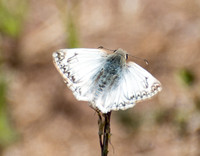 Northern white skipper - Heliopetes ericetorum