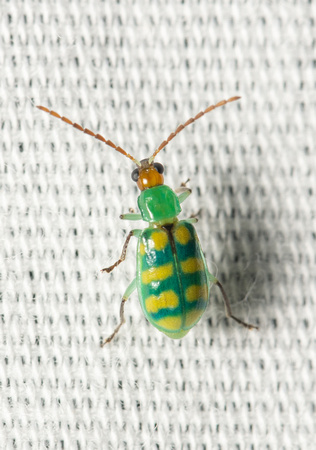 Banded cucumber beetle -Diabrotica balteata