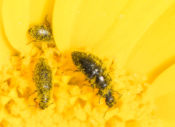 Soft-wing flower beetle - Unidentified sp.  (subfamily Dasytinae)