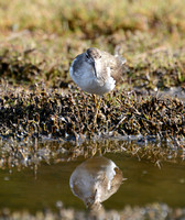 Spotted Sandpiper -Actitis macularia