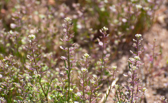 Shiny Peppergrass - Lepidium nitidum