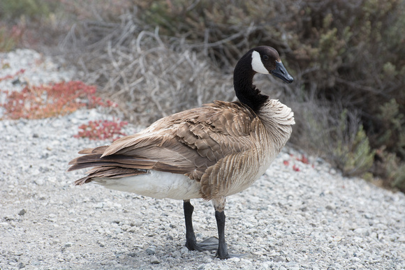 Canada Goose - Branta canadensis (showing feather wear)