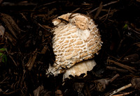 Fungus - Unidentified sp