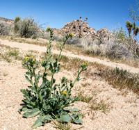 Fiddleneck - Amsinckia sp