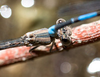 California Dancer - Argia agrioides