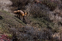 Red Fox - Vulpes vulpes