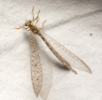 Antlion - Unidentified sp.