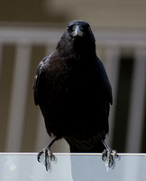 American Crow - Corvus brachyhynchus