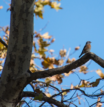 Western Bluebird - Sialia mexicana