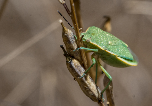 Say's stink bug -  Chlorochroa sayi