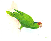 Birdtober #18: Parrot