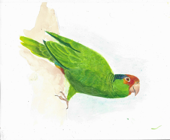 Birdtober #18: Parrot