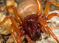 Woodlouse hunter - Dysdera crocata