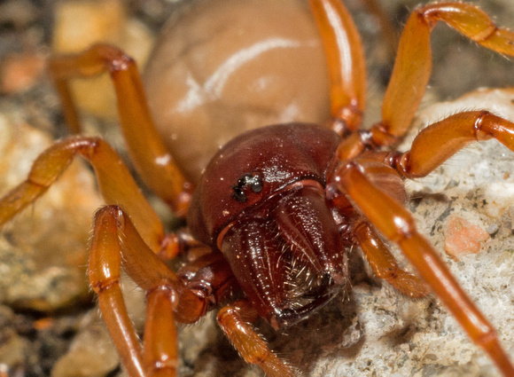 Woodlouse hunter - Dysdera crocata