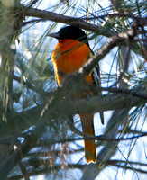 Baltimore Oriole - Icterus galbula