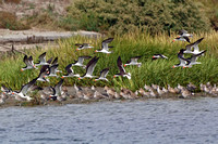 Black skimmer - Rynchops niger