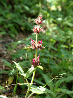 Hummingbird sage - Salvia spathacea