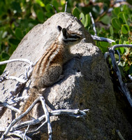 Long-eared Chipmunk - Neotamias quadrimaculatus