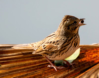 Lincoln's Sparrow - Melospiza lincolnii