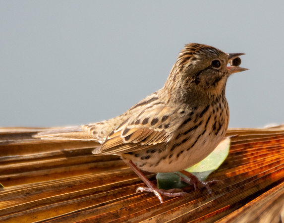 Lincoln's Sparrow - Melospiza lincolnii