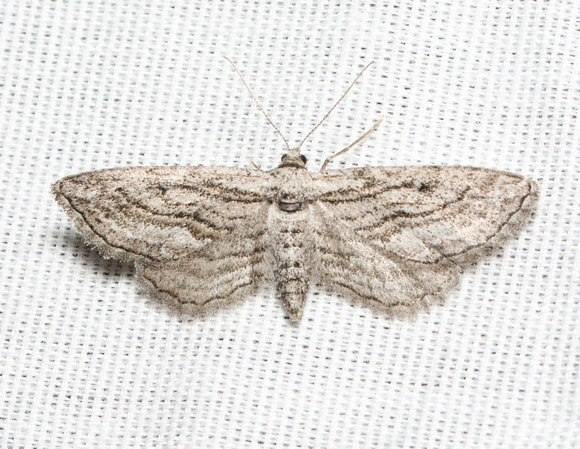 Geometer moth -  Pterotaea lamiaria