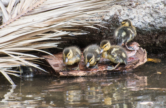 Mallard Duck - Anas platyrhynchos