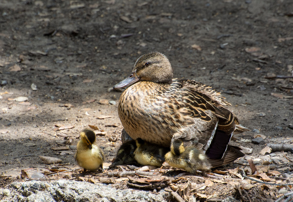 Mallard Duck - Anas platyrhynchos