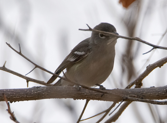 Plumbeous Vireo - Vireo plumbeus