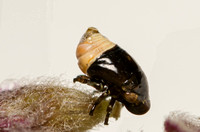 Spittle Bug - Clastoptera juniperina (nymph)