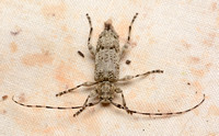 Long-horned beetle - Sternidocinus barbarus