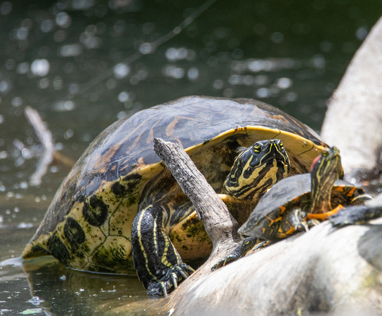 Peninsular Cooter - Pseudemys peninsularis