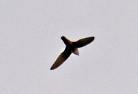 Vaux's Swift - Chaetura vauxi