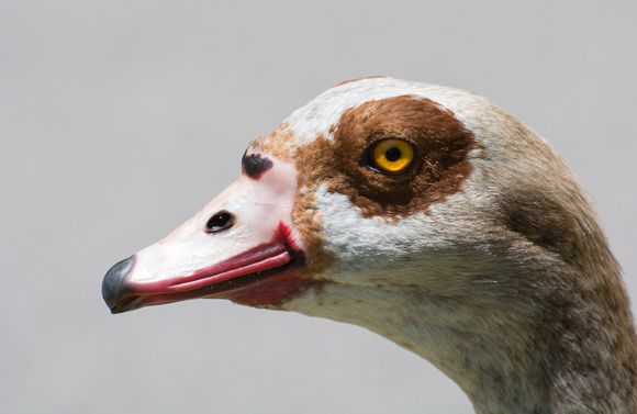Egyptian Goose - Alopochen aegyptiacus