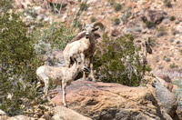 Desert bighorn sheep - Ovis canadensis nelsoni