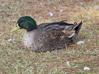 El Dorado Duck Pond 12/02/2010