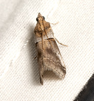 Knot-horn moth - Acrobasis caliginella
