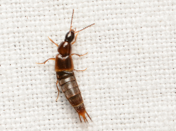 Rove beetle