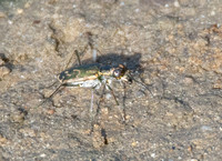 Mudflat Tiger Beetle - Cicindela trifasciata ssp. sigmoidea