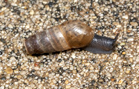 Decollate snail - Rumina decollata