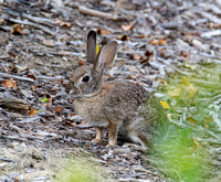 Desert cottontail  - Sylvilagus audubonnii