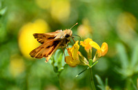 Fiery skipper - Hylefila phyleus